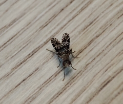 Trypetoptera punctulata