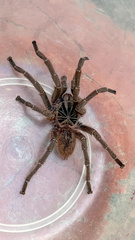 Harpactirinae