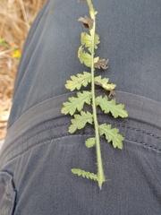 Phacelia