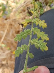 Phacelia