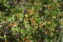 Searsia lucida