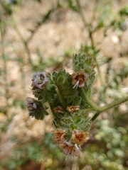 Phacelia