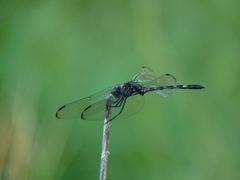 Dythemis nigrescens