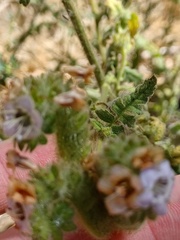 Phacelia