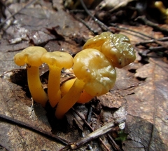 Leotia lubrica