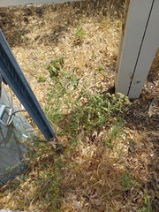 Phacelia
