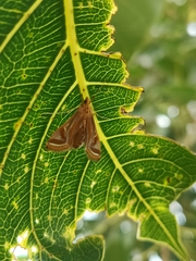 Eoophyla
