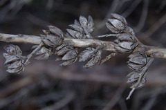 Callitris pyramidalis