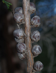 Callitris pyramidalis