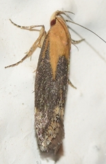 Stomopteryx basalis