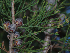 Callitris pyramidalis