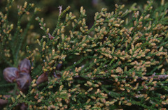 Callitris pyramidalis