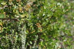 Searsia lucida