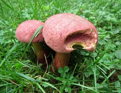 Baorangia