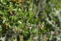 Searsia lucida