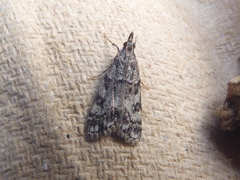 Scoparia ambigualis