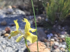 Moraea fugax