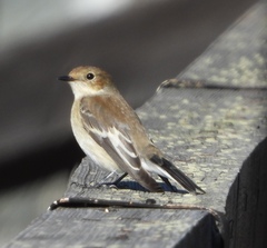 Ficedula hypoleuca