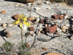 Moraea fugax