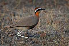 Cursorius coromandelicus