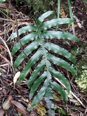 Blechnum colensoi