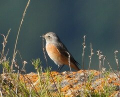 Phoenicurus phoenicurus