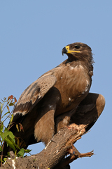 Aquila nipalensis