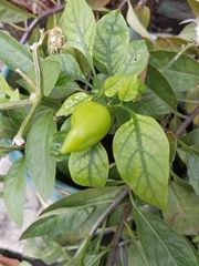 Capsicum annuum