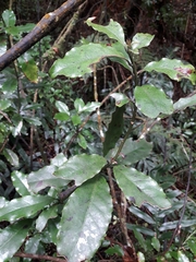 Alseuosmia macrophylla