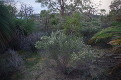 Hypocalymma angustifolium