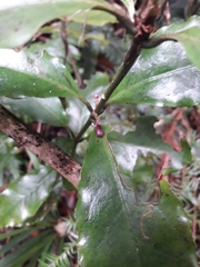 Alseuosmia macrophylla