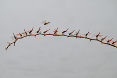 Brachythemis contaminata