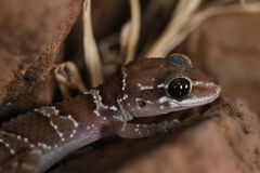 Hemidactylus triedrus