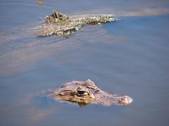 Caiman crocodilus chiapasius