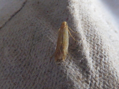 Blastobasis lacticolella