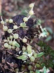 Bulbophyllum pygmaeum