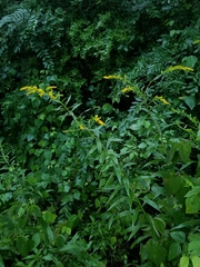 Solidago canadensis hargeri