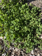 Medicago