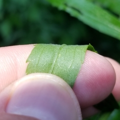 Solidago canadensis hargeri