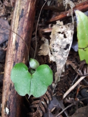 Corybas sanctigeorgianus