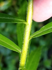 Solidago canadensis hargeri