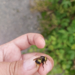 Bombus soroeensis