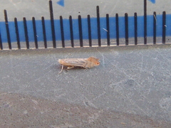 Phyllonorycter platani