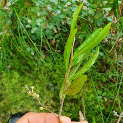 Chamaedaphne calyculata