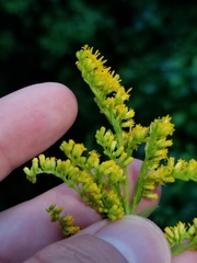 Solidago canadensis hargeri