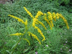 Solidago juncea