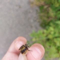 Bombus soroeensis