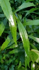 Solidago canadensis hargeri