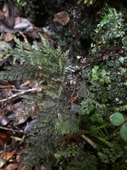 Trichomanes strictum