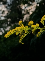 Solidago canadensis hargeri